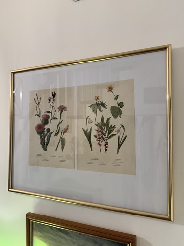 Antike pflanzen buch - pflanzen, bild